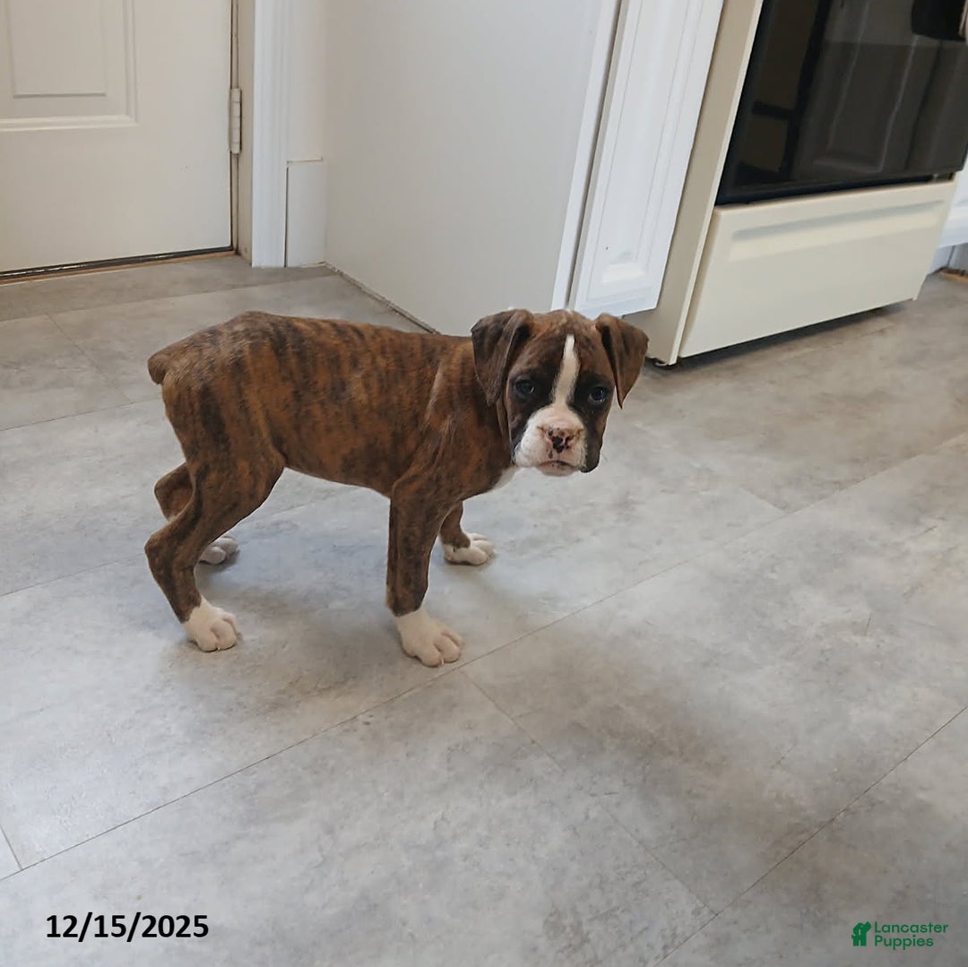 Boxer dogs for sale: Kenzy - Ad 5