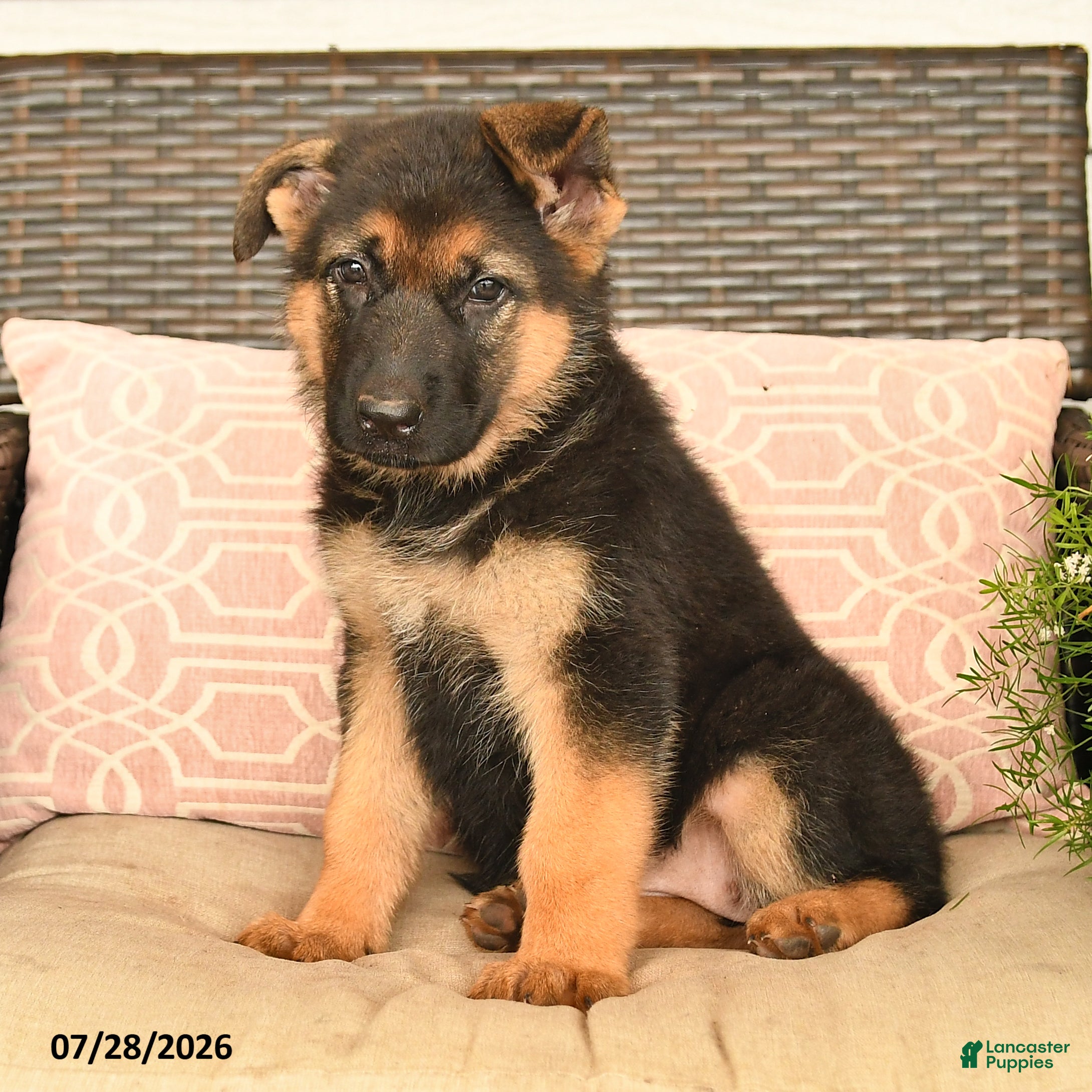 German Shepherd dogs Snickers - Ad 2