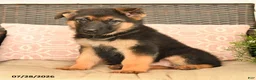 German Shepherd dogs for sale: Snickers - Ad 2