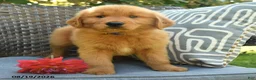 Golden Retriever dogs for sale: Mike - Ad 4