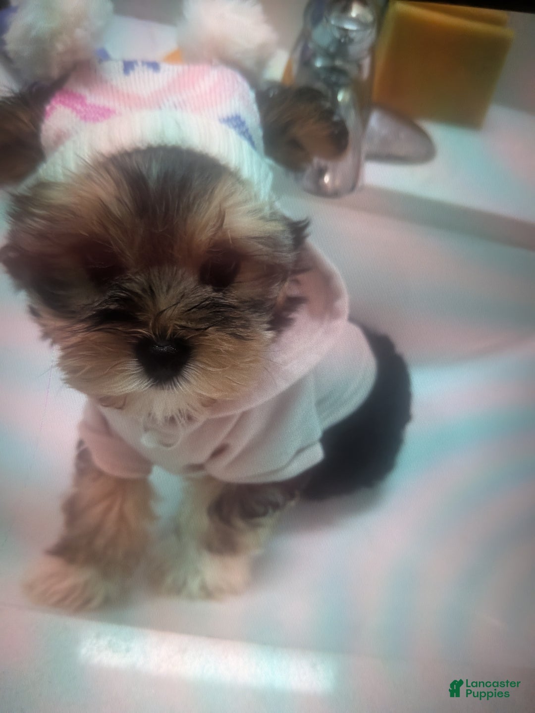 Mixed Breed dogs for sale: Morkipoo Wisper  - Ad 8