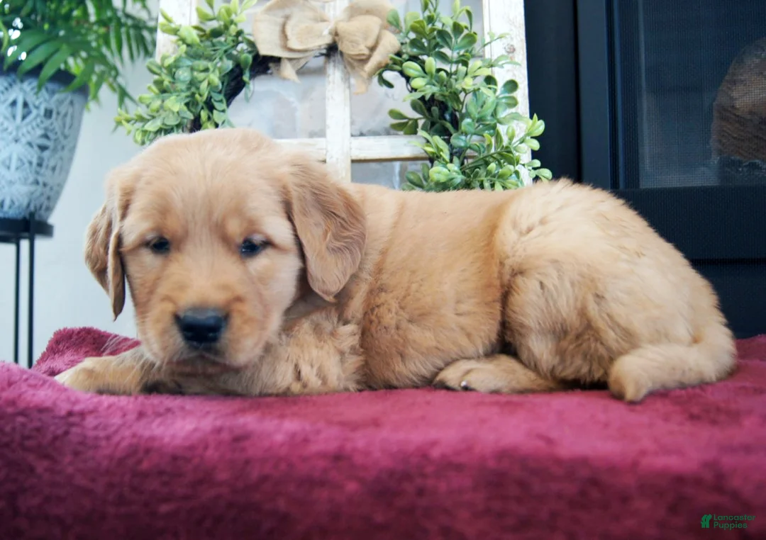 Golden Retriever dogs for sale: Remi - Ad 3