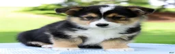 Welsh Corgi Pembroke dogs for sale: Wade - Ad 3