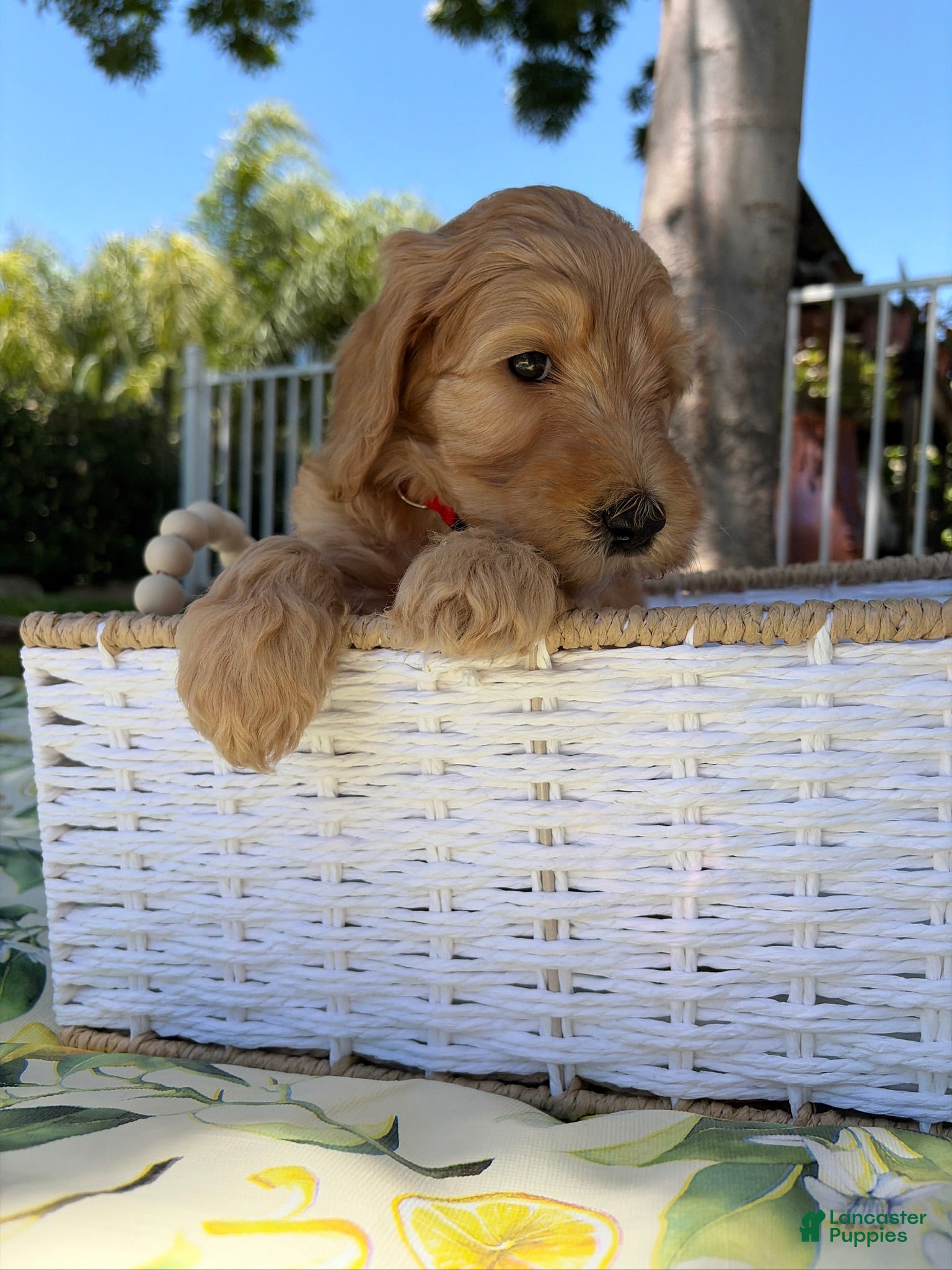 Goldendoodle dogs Ollie - Ad 22