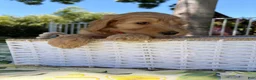 Goldendoodle dogs for sale: Ollie - Ad 1