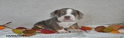 Beabull dogs for sale: Regina - Ad 3