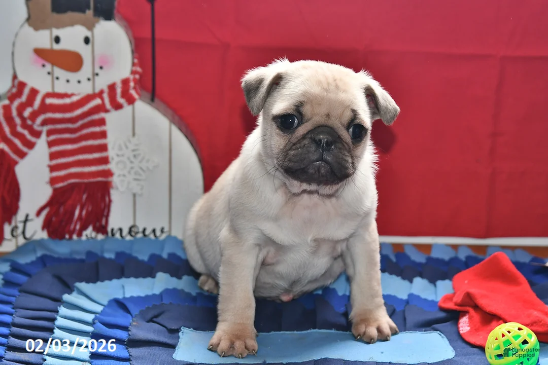 Pug dogs for sale: Cupid - Ad 2