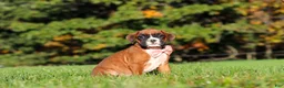 Boxer dogs for sale: Roxy - Ad 6