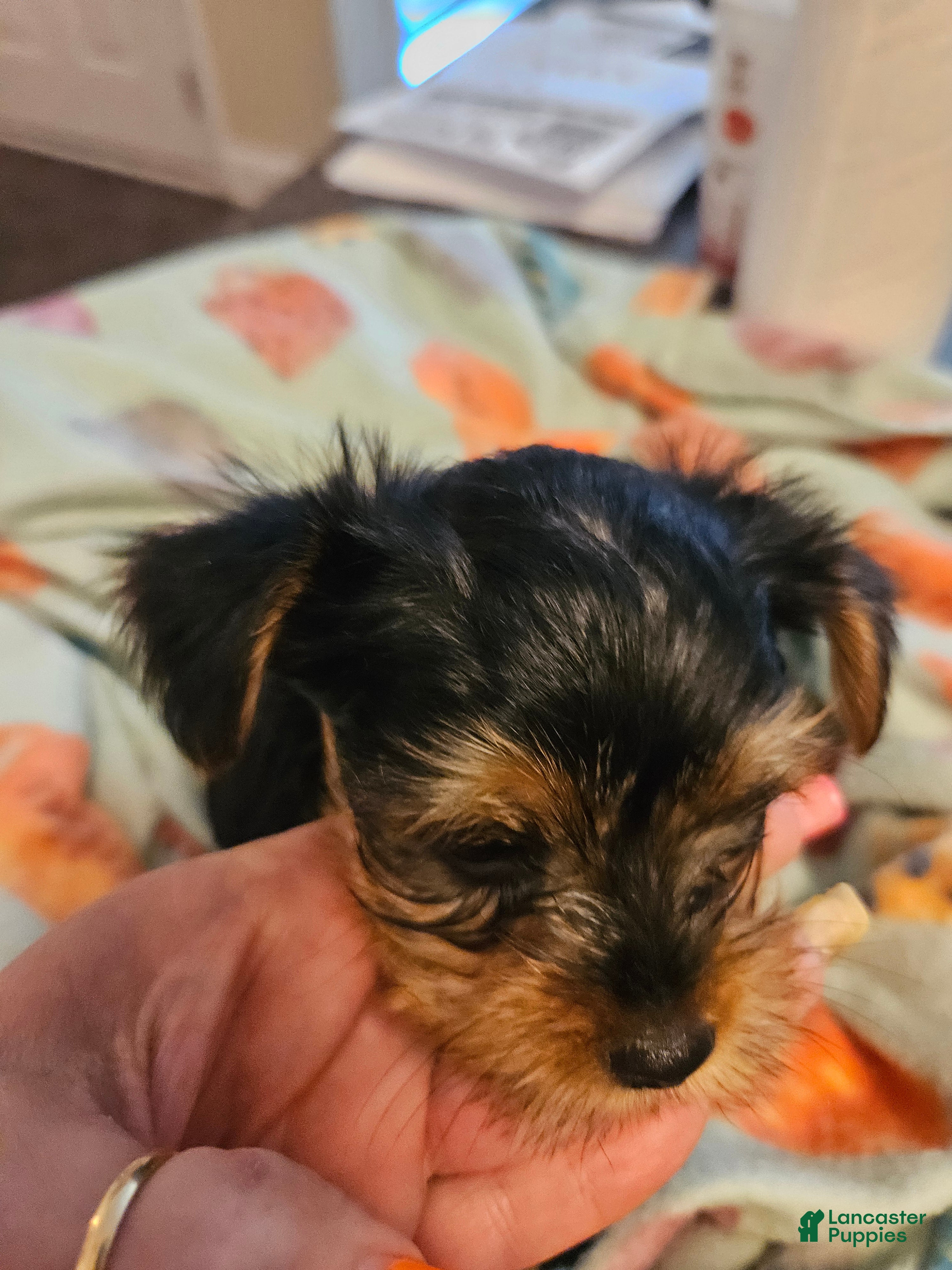Yorkshire Terrier dogs Quinn - Ad 32
