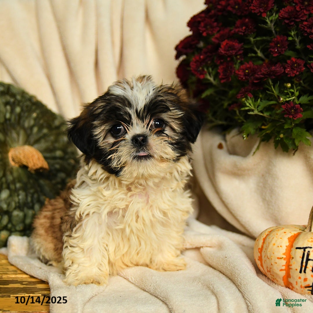 Shihpoo dogs for sale: Clifford - Ad 1