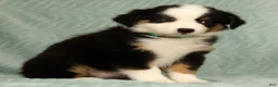 Australian Shepherd dogs for sale: Sadie - Ad 9