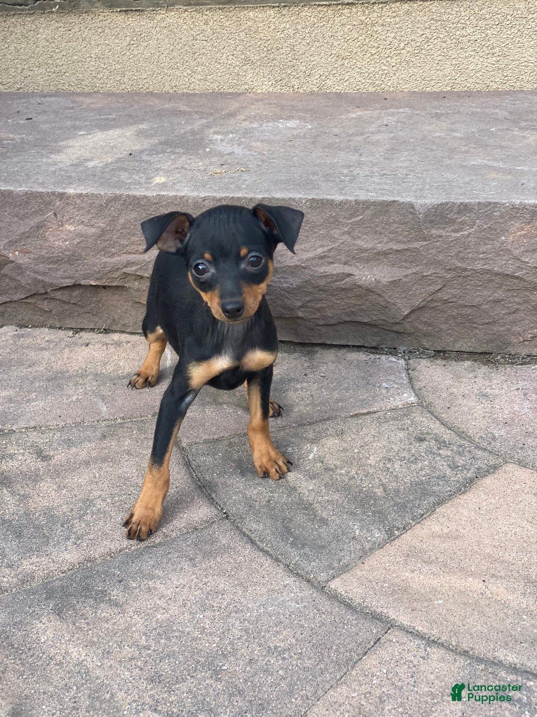 Miniature Pinscher dogs for sale: Queenie - Ad 3