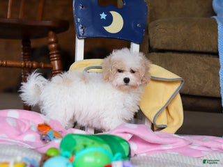 Havapoo dogs Cleo - Ad 35