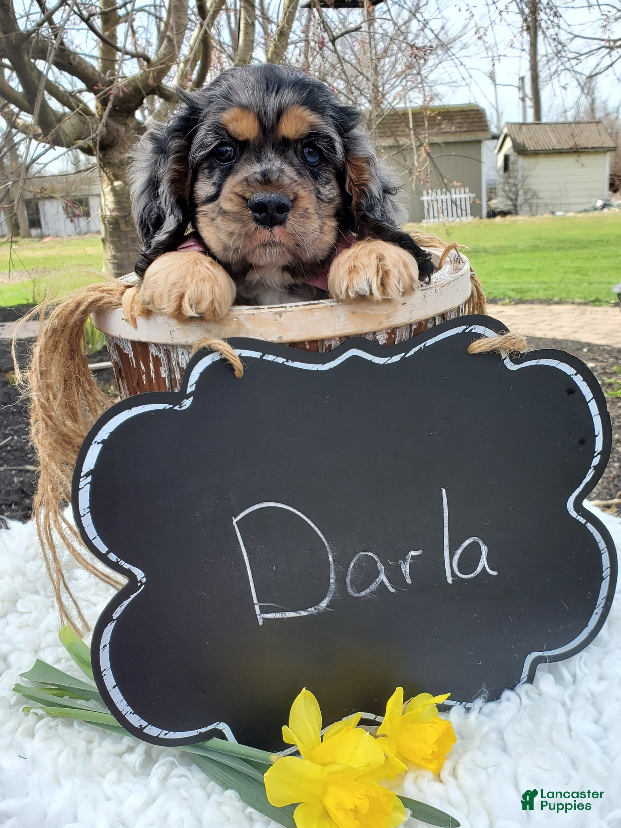 Cocker Spaniel dogs Darla - Ad 2