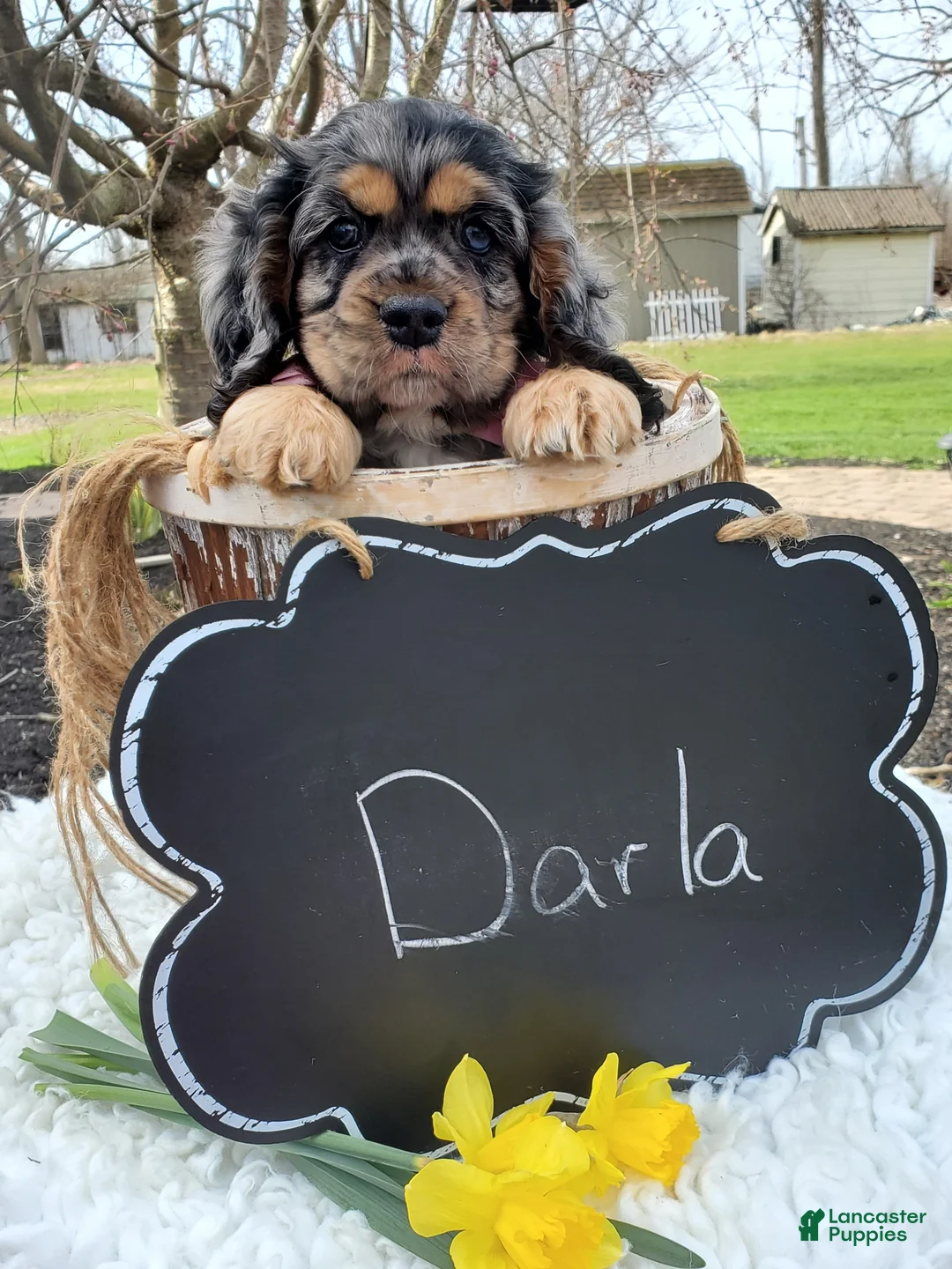 Cocker Spaniel dogs for sale: Darla - Ad 2