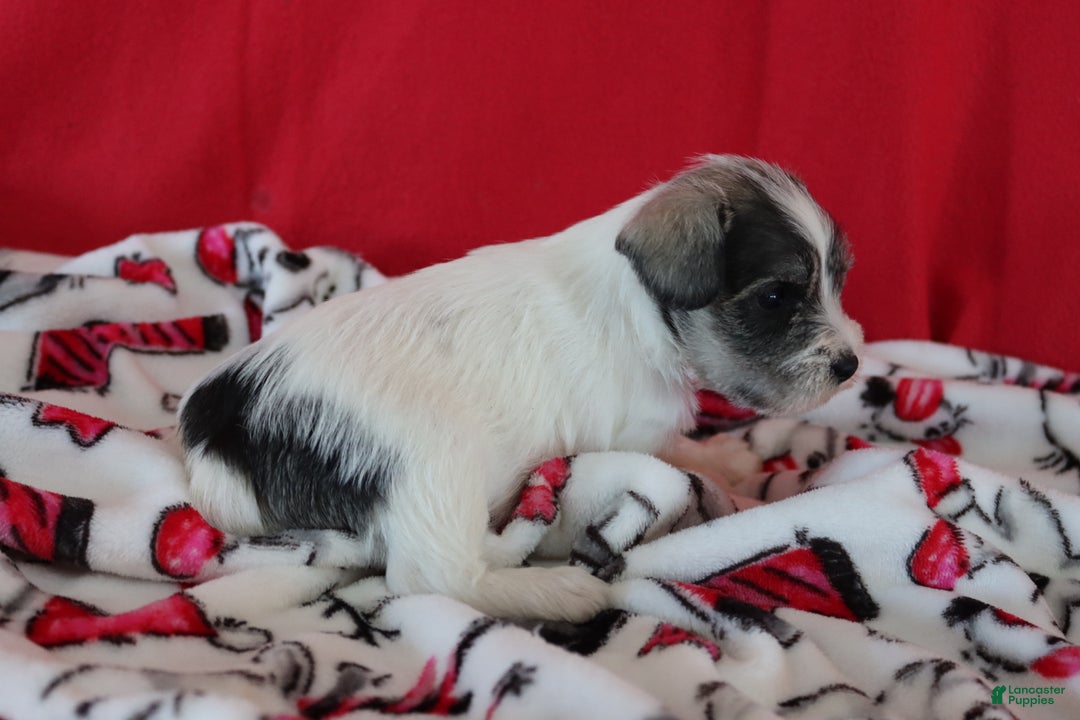 Miniature Schnauzer dogs for sale: tony - Ad 9