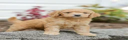 Goldendoodle dogs for sale: Jasmine - Ad 4