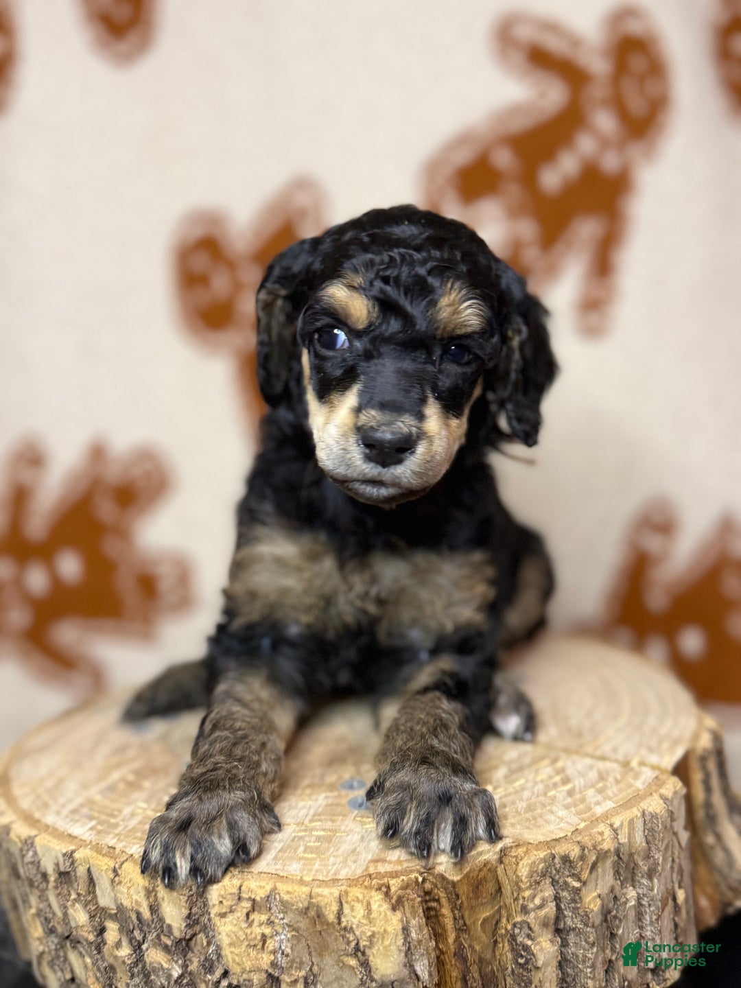 Standard Poodle dogs for sale: Standard Poodle Puppy 5 "Ms. Kim" - Ad 4