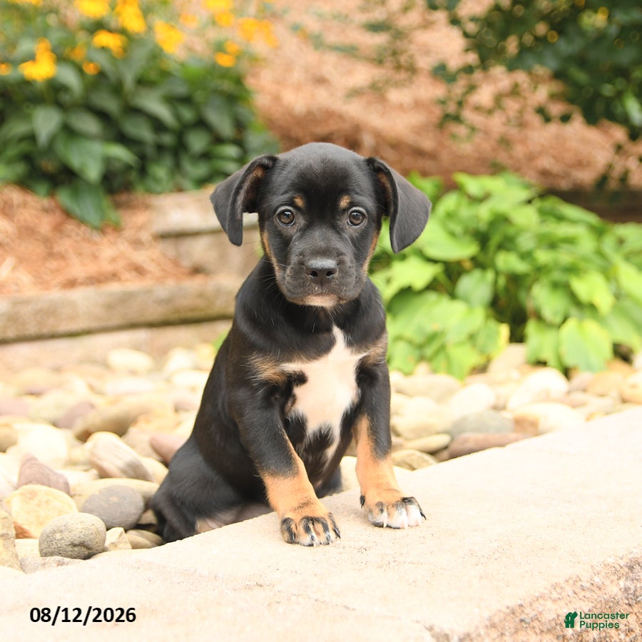 Mixed Breed dogs Precious - Ad 1
