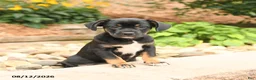 Mixed Breed dogs for sale: Precious - Ad 1