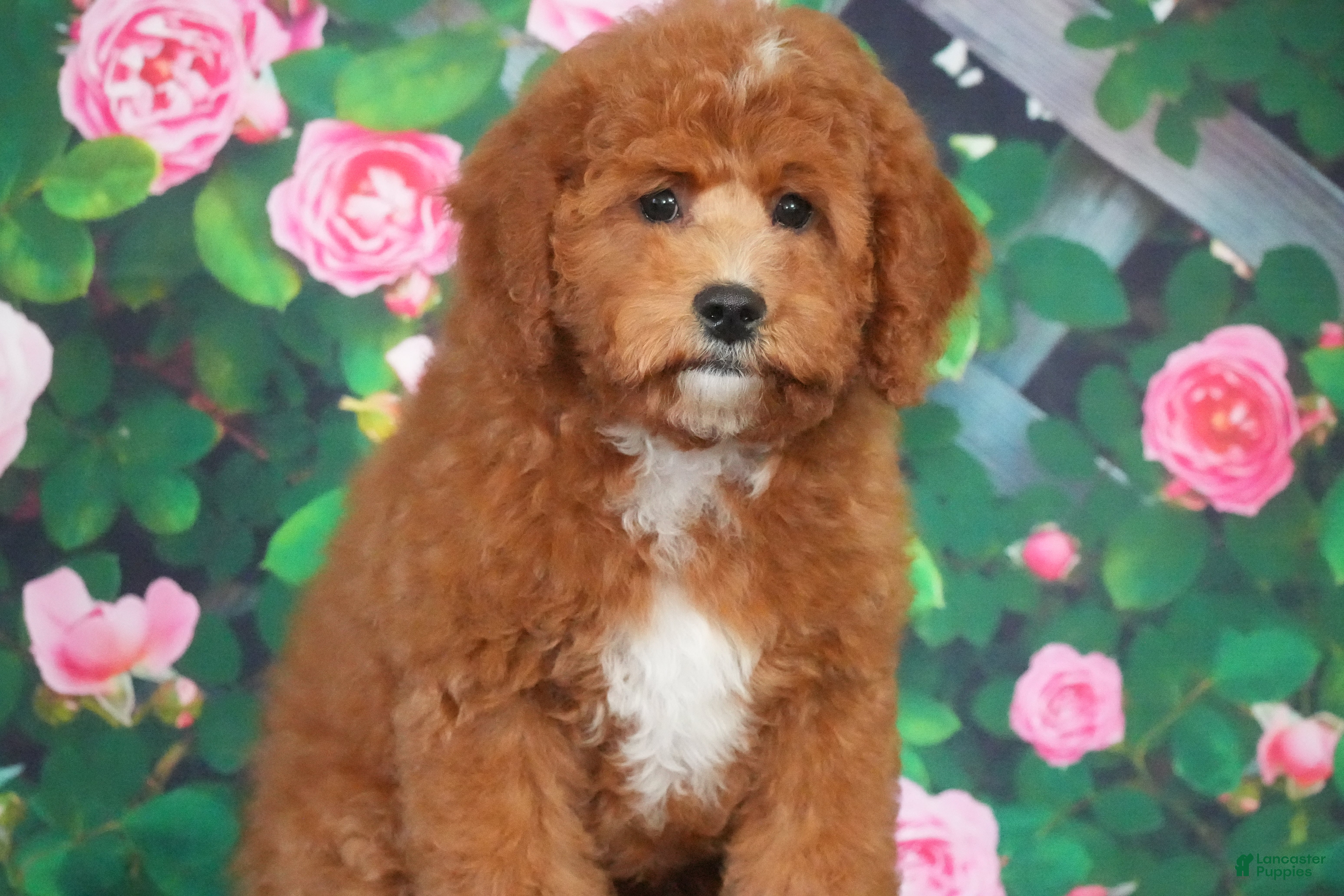 Cavapoo dogs for sale: Atlas - Ad 2