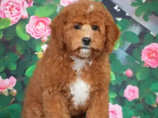 Cavapoo dogs Atlas - Ad 5