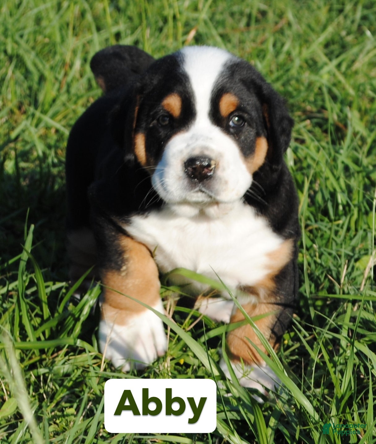 Greater Swiss Mountain Dog dogs Greater Swiss Mountain Dog Puppy Abby - Ad 1