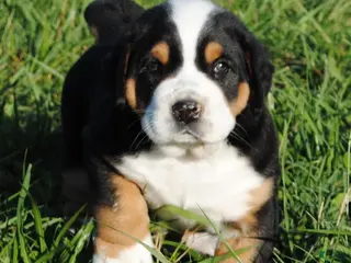 Greater Swiss Mountain Dog dogs for sale: Greater Swiss Mountain Dog Puppy Abby - Ad 1