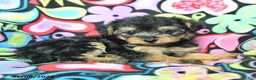 Yorkiepoo dogs for sale: Hugh - Ad 3