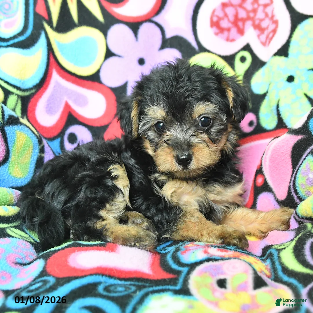 Yorkiepoo dogs for sale: Hugh - Ad 3