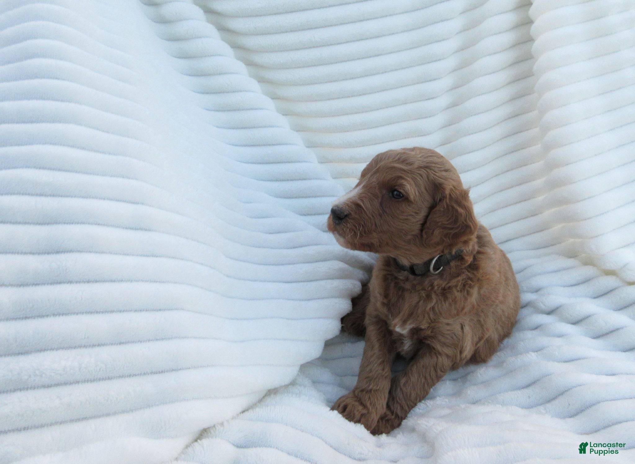 Goldendoodle dogs Ruby - Ad 2