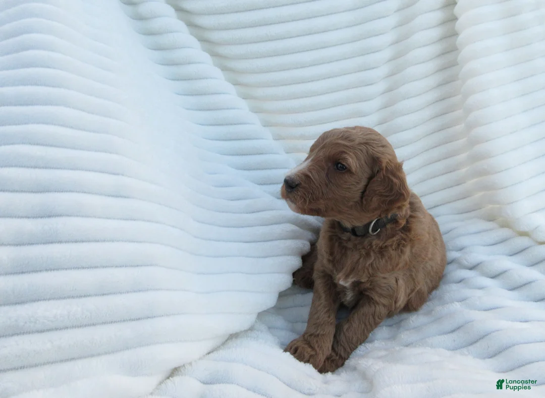 Goldendoodle dogs for sale: Ruby - Ad 2