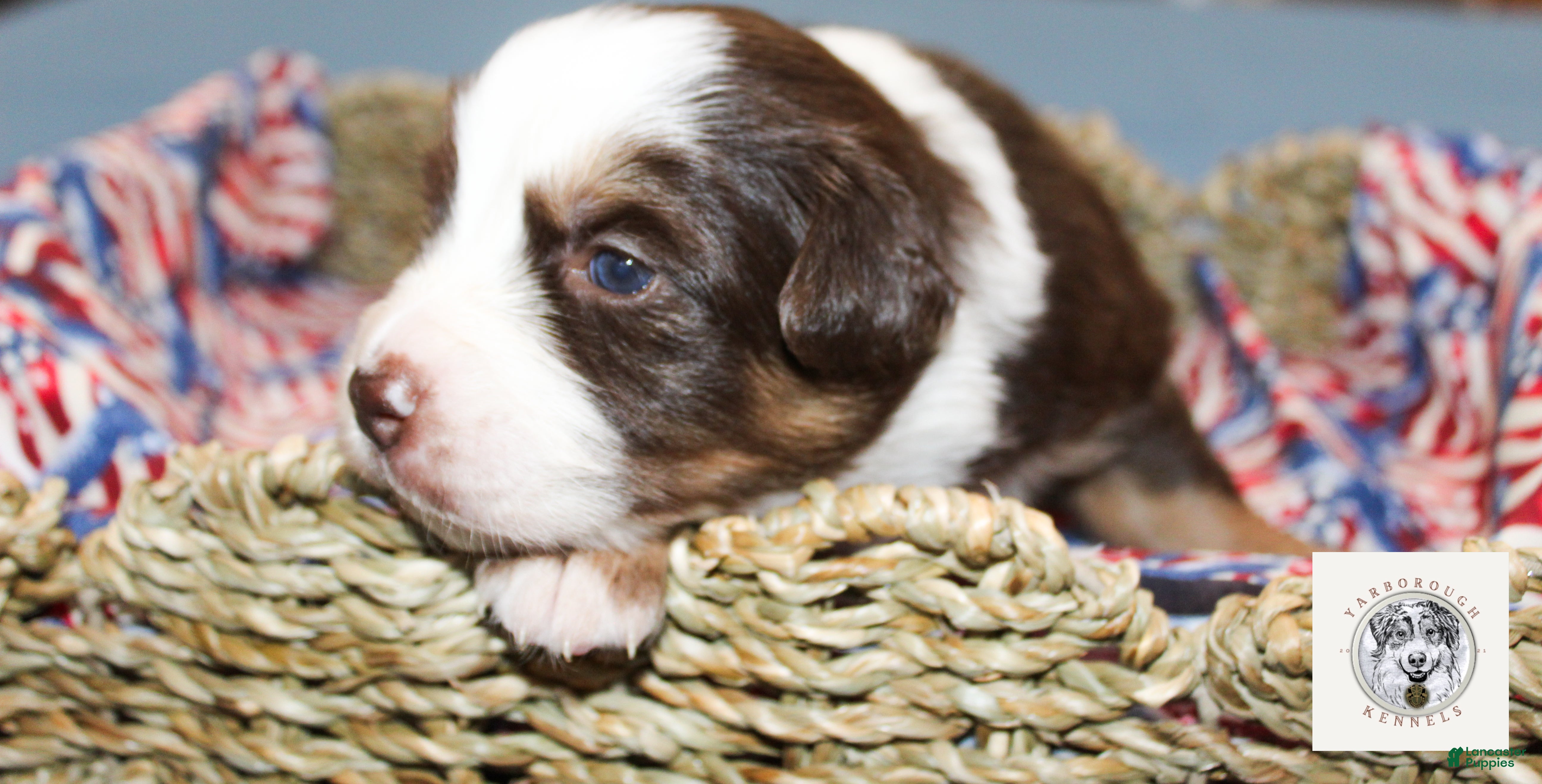 Miniature Australian Shepherd dogs Eleanor Roosevelt - Ad 2