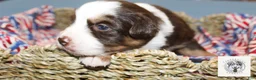 Miniature Australian Shepherd dogs for sale: Eleanor Roosevelt - Ad 4