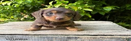 Dachshund dogs for sale: Charlie - Ad 3