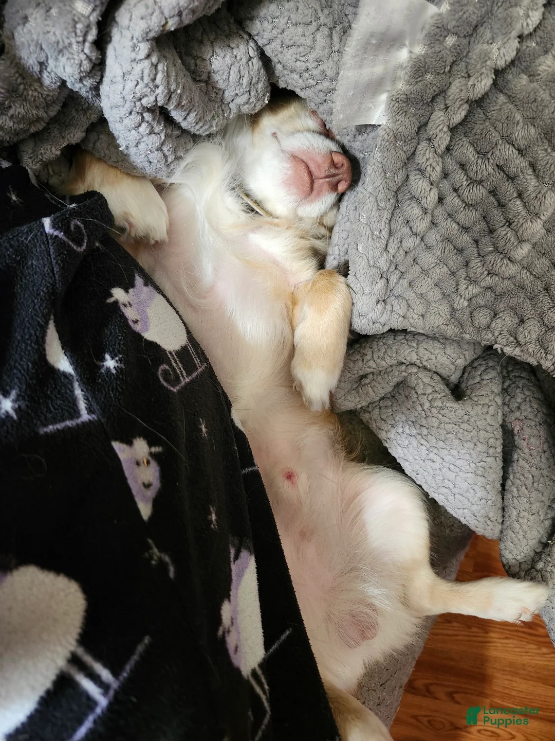 Chihuahua dogs for sale: Chihuahua Puppy 1 - Ad 8