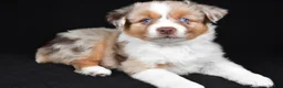 Miniature Australian Shepherd dogs for sale: Amber - Ad 9