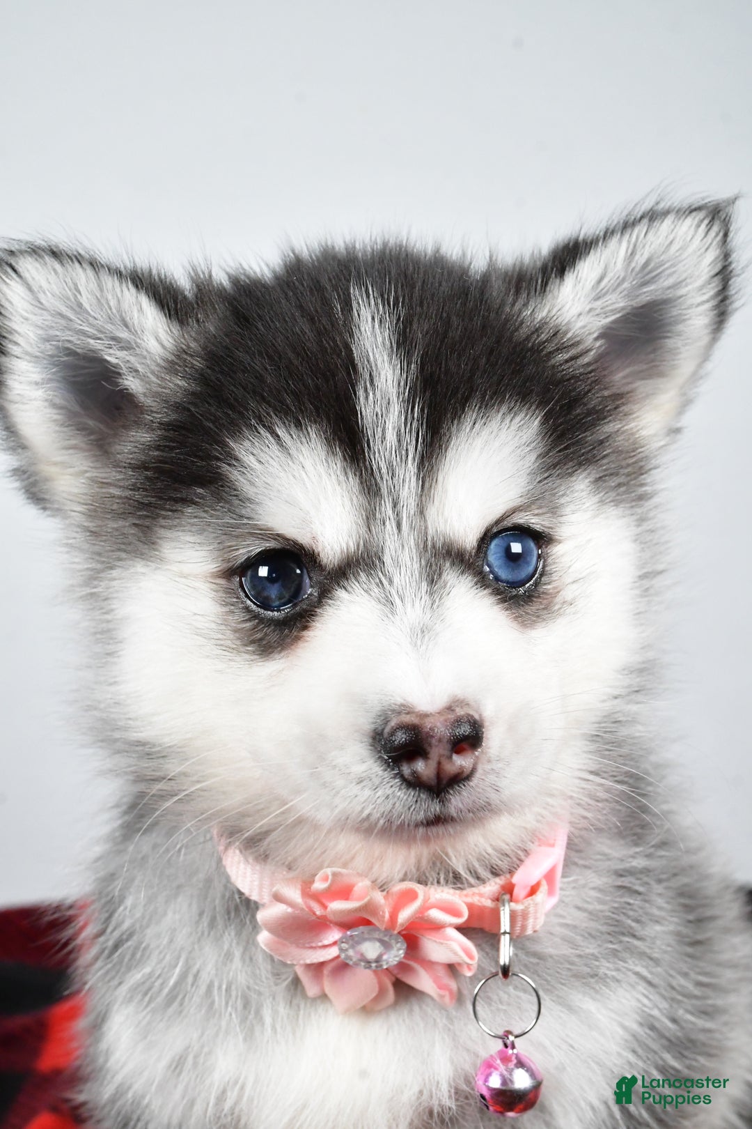 Pomsky dogs for sale: Heather - Ad 7