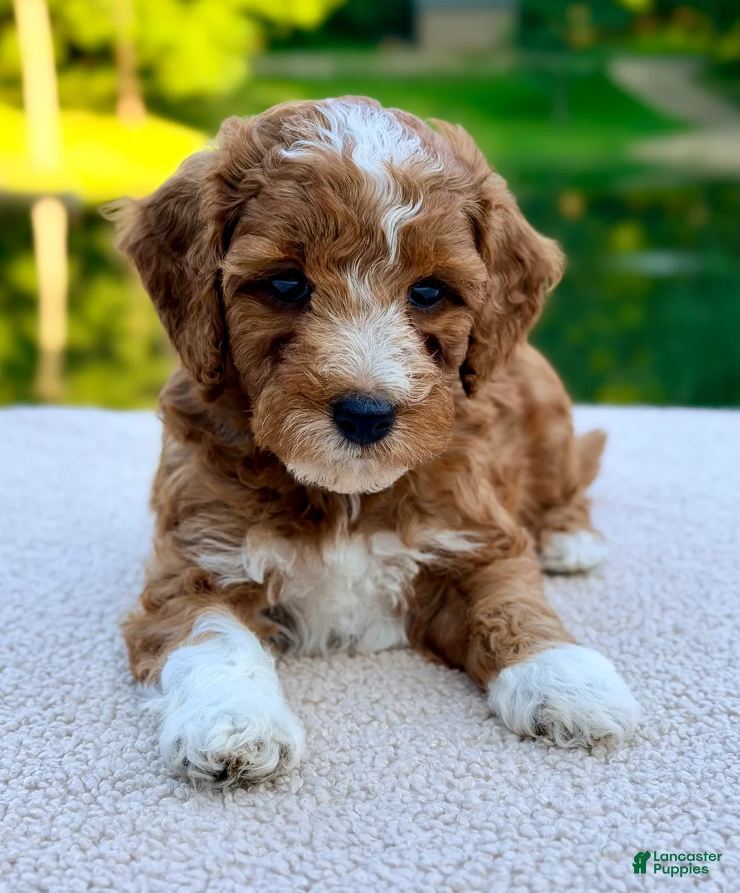 Mini Goldendoodle dogs for sale: Biscuit-petite  - Ad 2