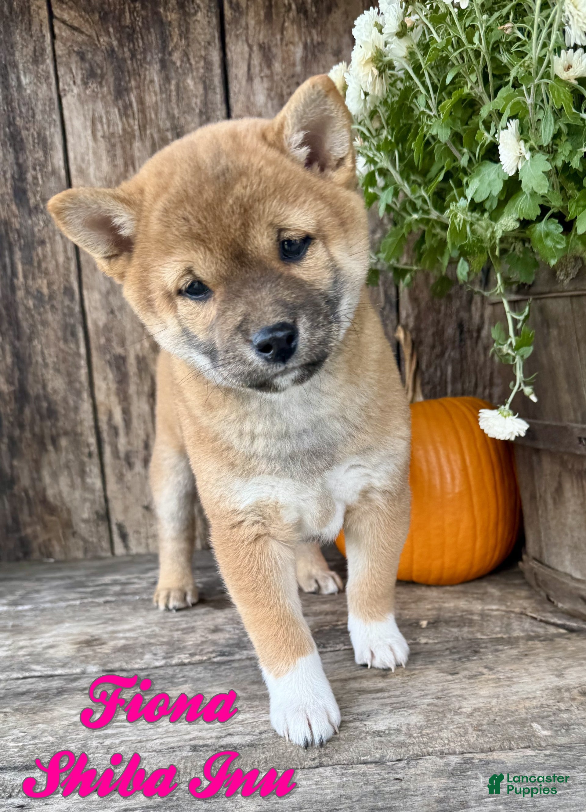Shiba Inu dogs Fiona - Ad 17