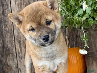 Shiba Inu dogs Fiona - Ad 4