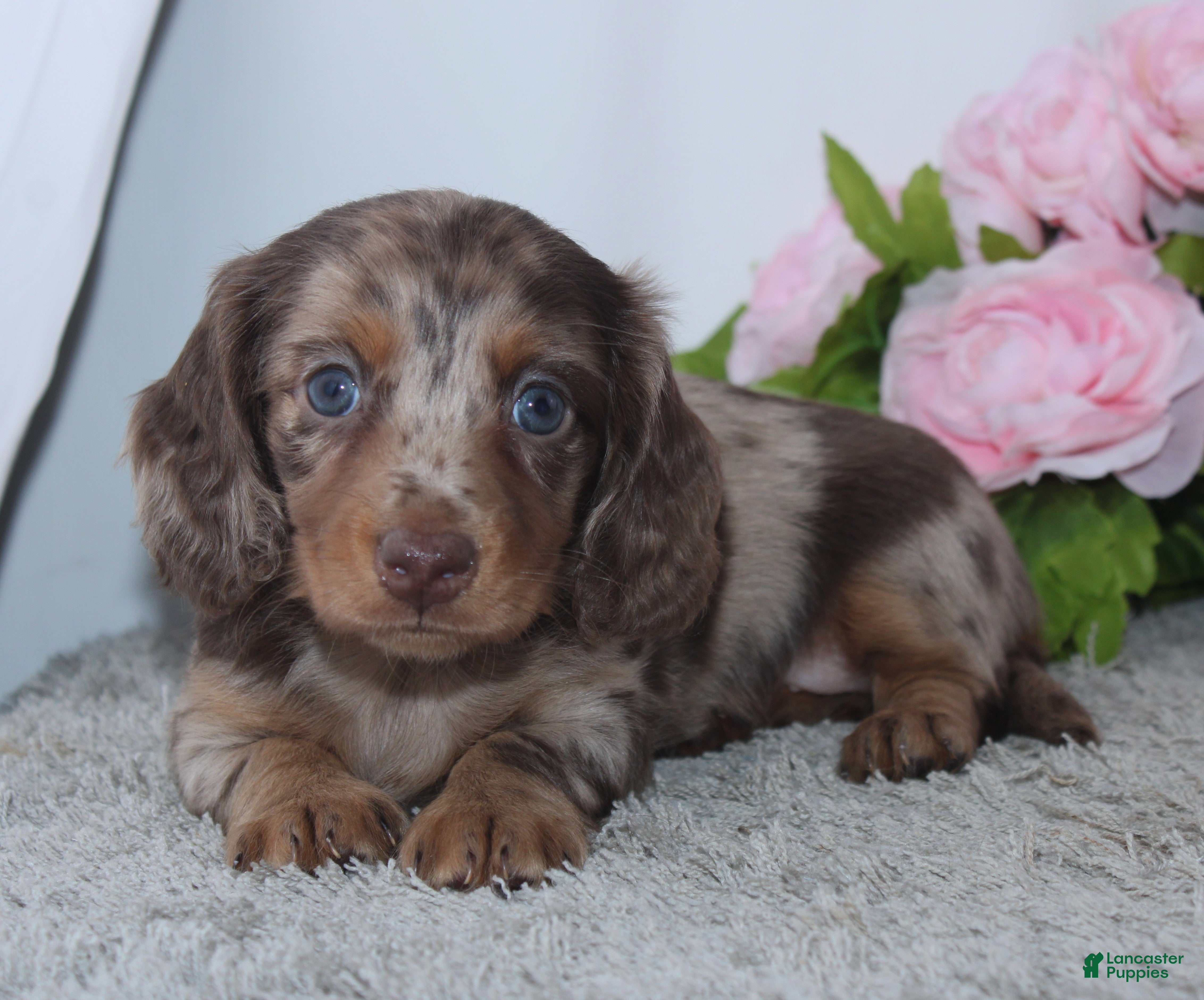 Miniature Dachshund dogs for sale: Rose - Ad 2