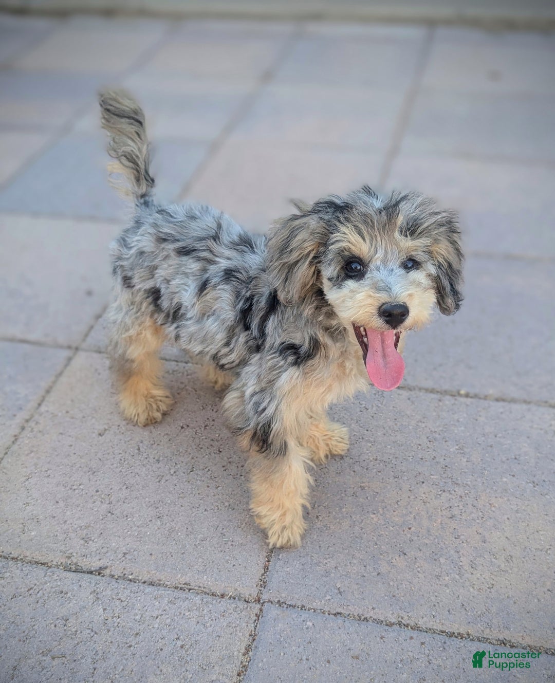 Miniature Poodle dogs for sale: June Bug - Ad 2