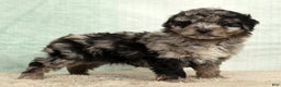 Mini Aussiedoodle dogs for sale: Molly - Ad 3