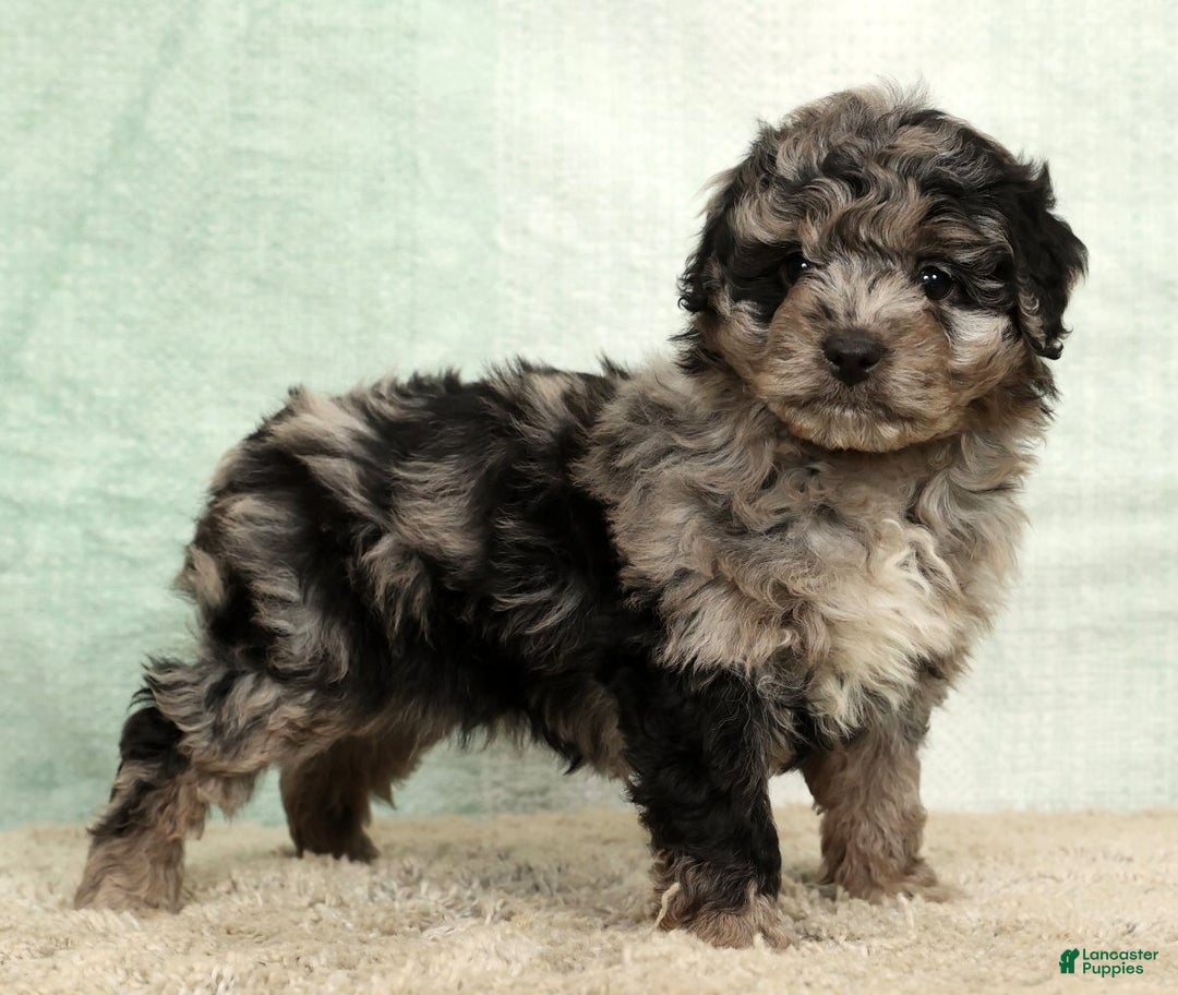 Mini Aussiedoodle dogs for sale: Molly - Ad 3