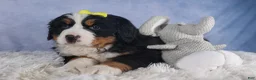 Bernese Mountain Dog dogs for sale: HEIDI - Ad 3