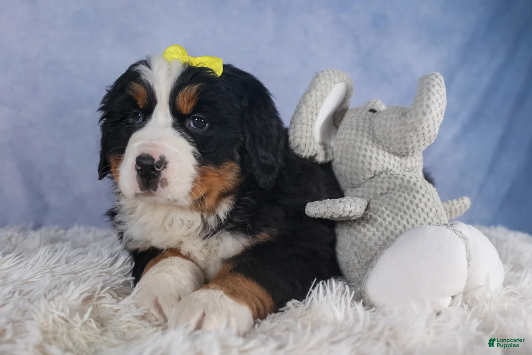 Bernese Mountain Dog dogs for sale: HEIDI - Ad 3