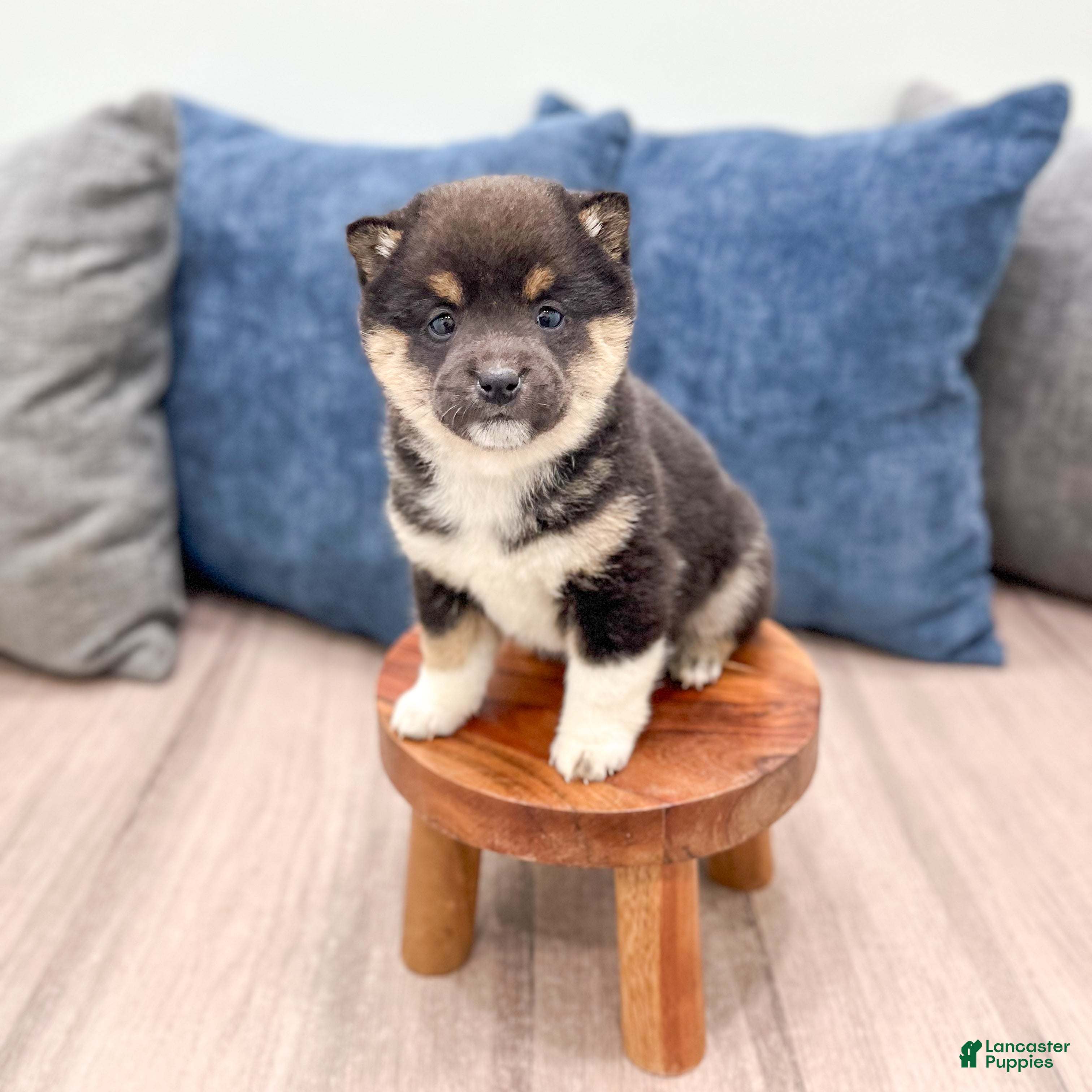 Shiba Inu dogs Chloe - Ad 2