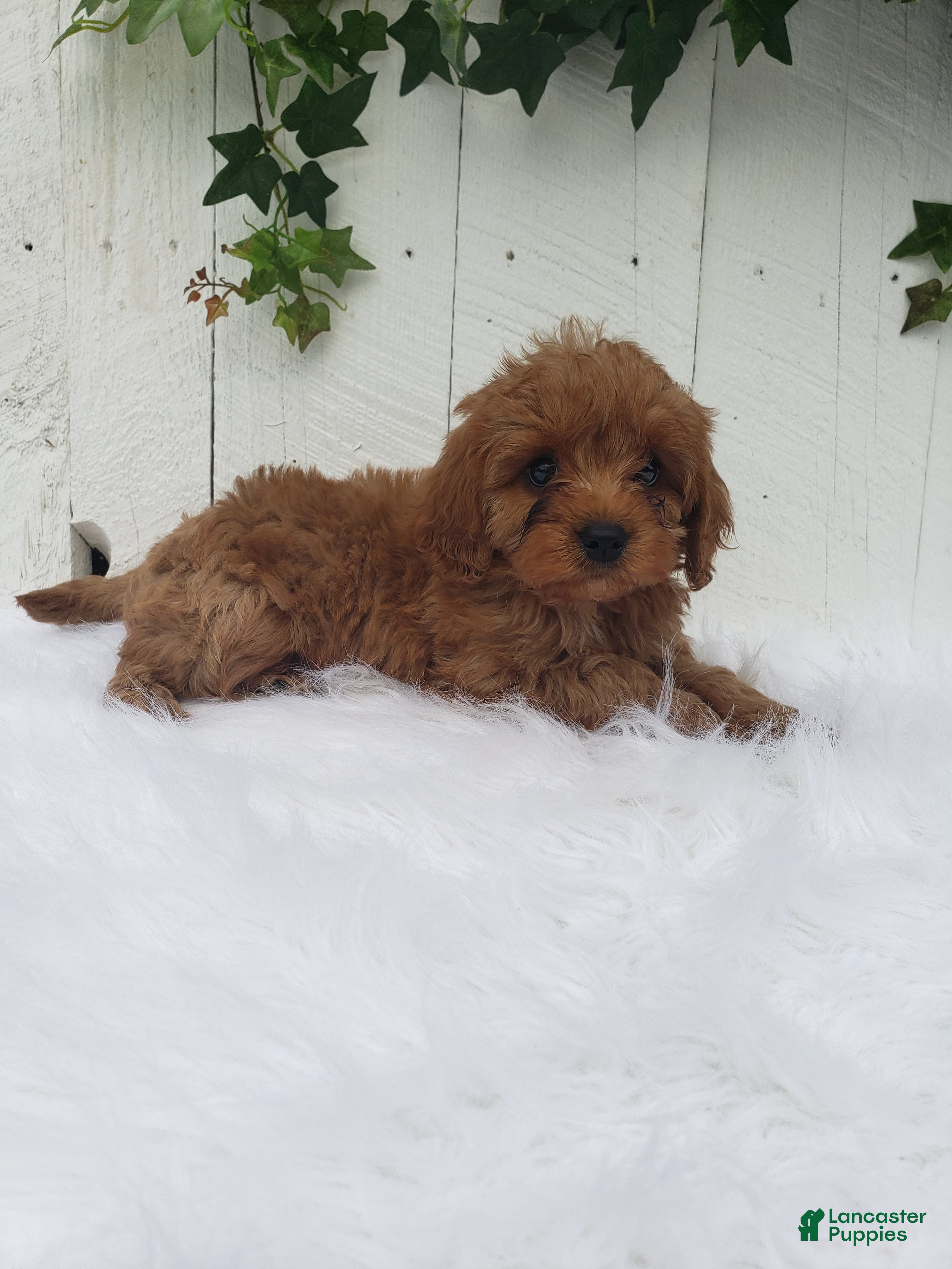 Cavapoo dogs Rex  - Ad 1
