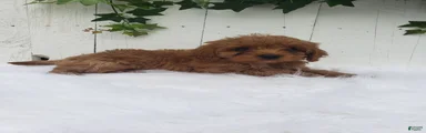 Rex 